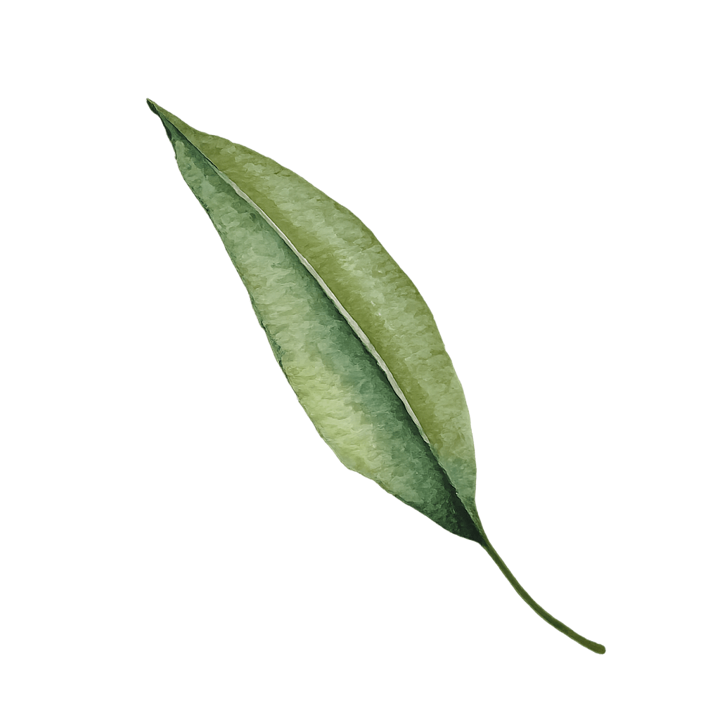 Floating Leaf